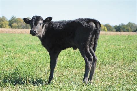 American Wagyu cattle blend the best of two worlds – Ohio Ag Net | Ohio ...