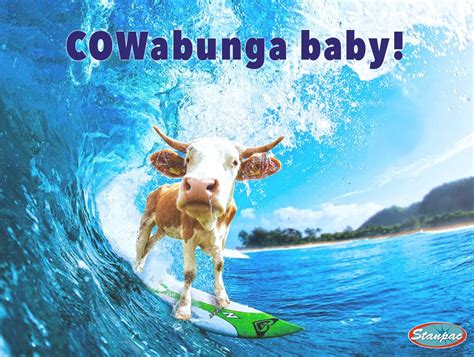 COW-abunga! www.stanpacnet.com #funny #cow #pun #meme #cowabunga #baby ...