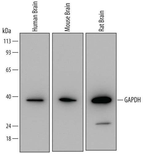 GAPDH Mouse anti-Human, Clone: 686613, R D Systems 25μg; Unlabeled:Antibodies, | Fisher Scientific