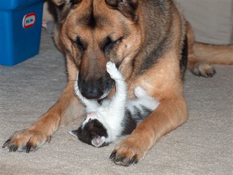 German Shepherd Dusty & Kitten Cory | German shepherd, I love dogs ...