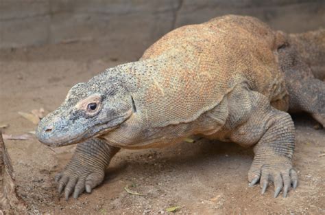 Komodo Dragon - Taronga Zoo