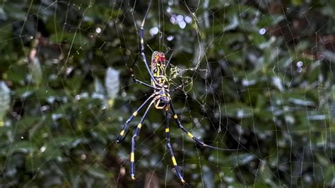 Giant flying venomous Joro spiders may spread to New Jersey this summer