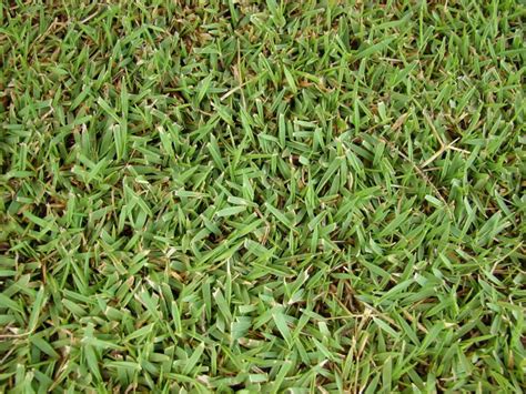 Zoysia Grass Seed – What to Know Before You Sow a New Zoysia Lawn