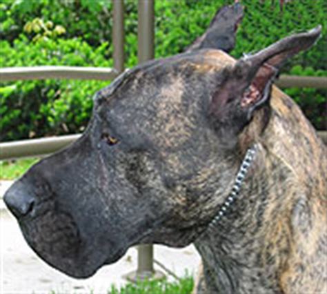 great dane dog - working dog breeds from the online dog encyclopedia - dogs in depth.com