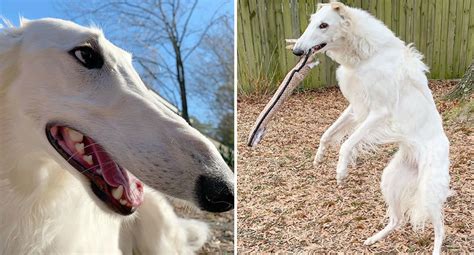 Borzoi dog with 'longest nose' earns her Instagram following