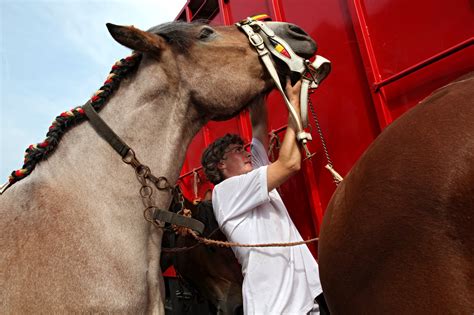 To Preserve Tradition, Flanders Subsidizes Horse Breeding - The New York Times