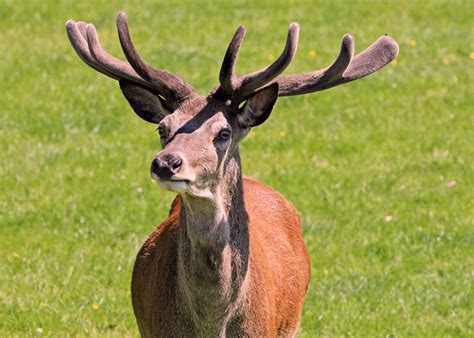 Wildlife Biodiversity In Tennessee