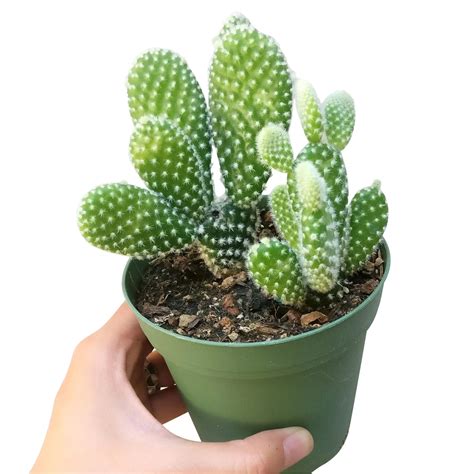 Buy Bunny Ears Angel's Wings Cactus - Best Indoor Plant to Grow - Succulents Box