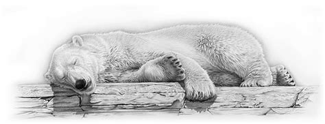 Realistic Animal Drawings: Realistic Animal Drawing Polar Peace Bear Sleeping