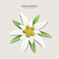 All search results for Edelweiss vectors at Vectorified.com