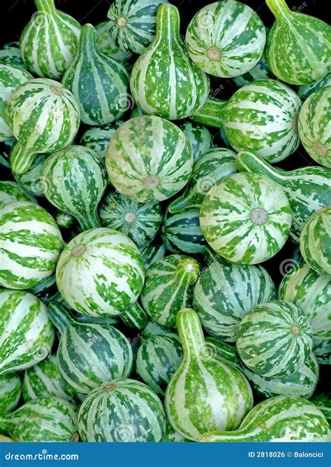 Green pumpkins stock photo. Image of holiday, season, autumn - 2818026