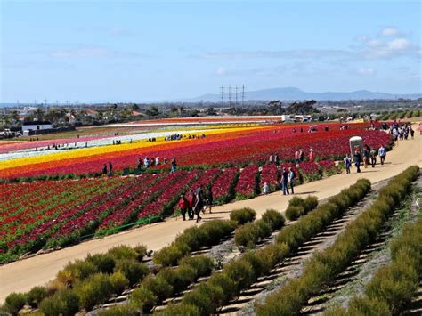 Flower Fields at Carlsbad Ranch Open March 1, 2019 | At Home In Carlsbad