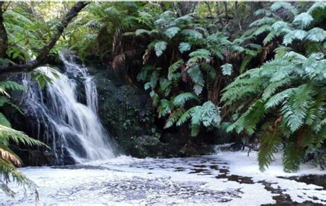 knysna-forest | South Africa Living