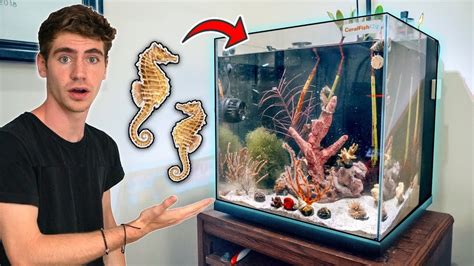 How To Keep Seahorses In Aquarium - Aquarium Views