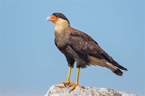 9. Southern Crested Caracara (Caracara plancus) | restricted to central and southern South ...