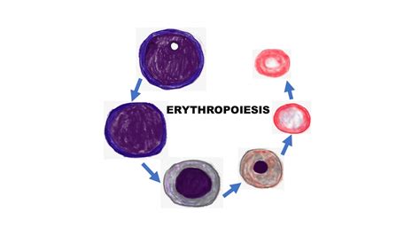 ERYTHROPOIESIS - Pathology Made Simple