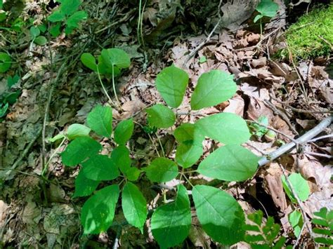 Ginseng Seeds – Rural Action