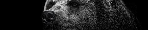 1920x400 Resolution bear, grizzly bear, eyes 1920x400 Resolution Wallpaper - Wallpapers Den