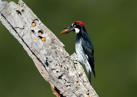 Acorn Woodpecker | Audubon Field Guide