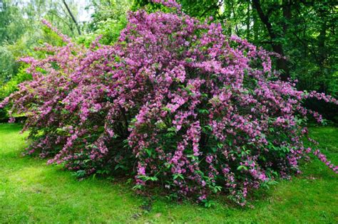 All Weigelas Can Be Pruned In The Same Way - It's Best Done Straight ...