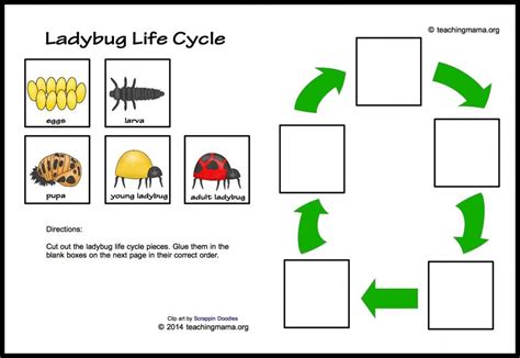 Ladybug Life Cycle Printables & Activities | Ladybug life cycle, Ladybug life cycle activities ...