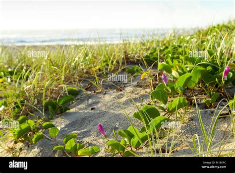 Coastal dune plants on Fraser Island, Queensland, Australia Stock Photo - Alamy