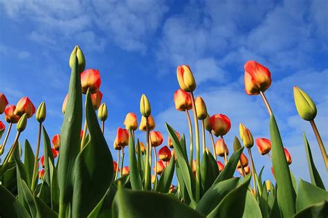 tulips, tulip, field, fields, red, background, wallpaper, flowers, bulbs, netherlands, holland ...