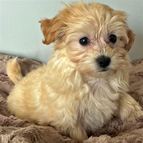 Havapoo Puppy for Sale - Heavenly Puppies