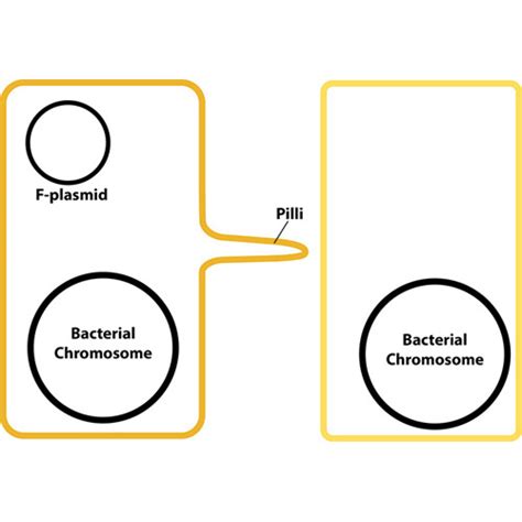 A Bacterial Conjugation Hands-on Teaching Kit for 6 Lab Groups