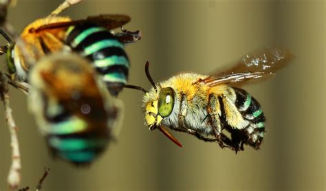 Blue-banded bee a native beauty - Australian Geographic