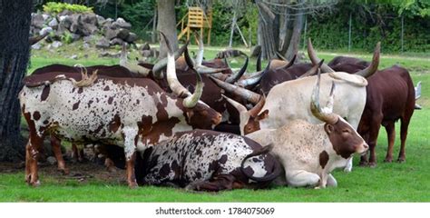 430 Sanga cattle Images, Stock Photos & Vectors | Shutterstock