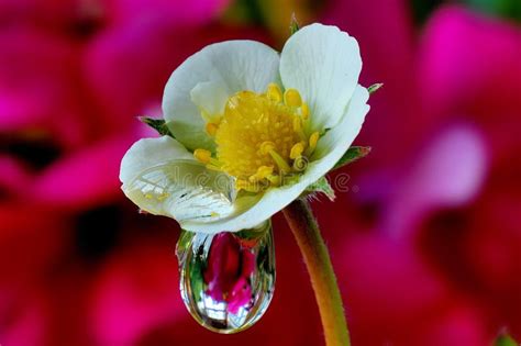 Raindrops On Flowers, Macro Photography Stock Image - Image of close ...