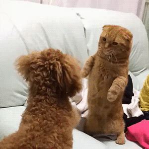 Cat GIFs - Find & Share on GIPHY