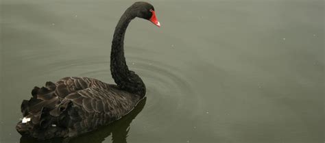 Visit - Centennial Parklands - Black Swan - Centennial Parklands