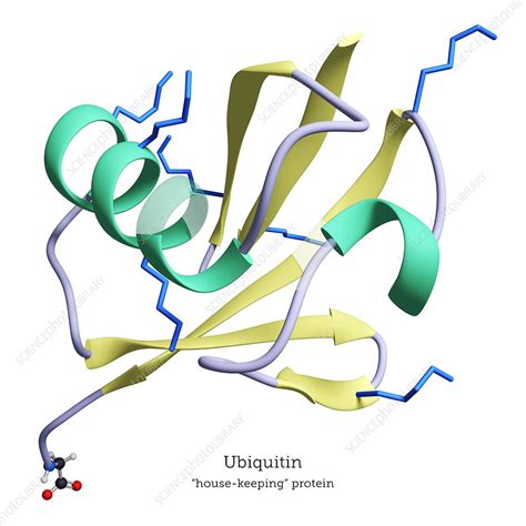 Ubiquitin signalling protein structure - Stock Image - C039/4611 - Science Photo Library