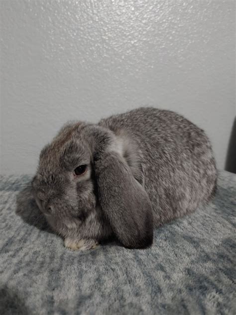 "Mini Lop" For Sale in Idaho (1) | Petzlover