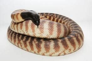 Black-headed python - Snake Facts