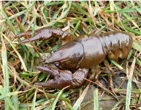 White-clawed Crayfish SAP – Nottinghamshire Biodiversity Action Group