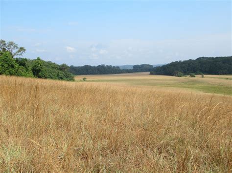 Savannah Grasslands | Savannah grasslands alternate with rai… | Flickr