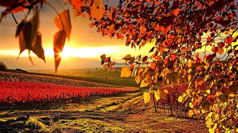 Vineyard, Vineyard Landscape HD wallpaper | Pxfuel