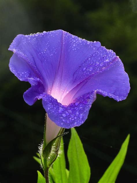 Morning Glory Seeds Extract 20:1 (Ipomoea corymbosa) – Natural Alchemy