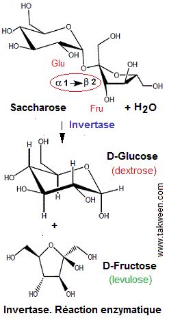 Inverstase أنزيم أنفرتاز. Enzymologie, travail pratique (TP)