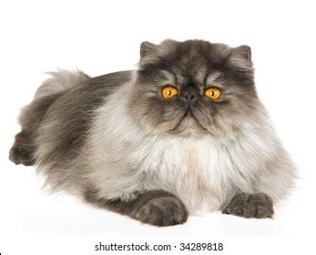 Black Smoke Persian Cat On White Stock Photo 34289818 | Shutterstock