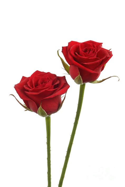 Two long stemmed red roses Photograph by Rosemary Calvert - Pixels