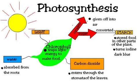 Photosynthesis is the process where algae and plants use the sun's energy to make organic energy ...