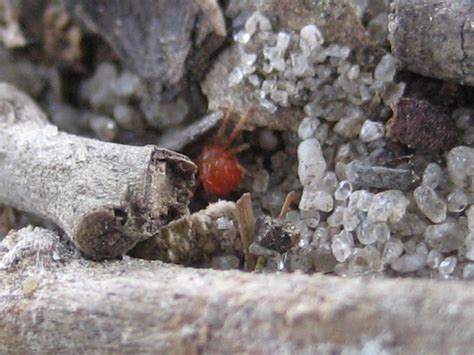 Animals In My Backyard: Chigger