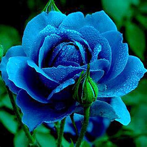 Rare Blue Rose seeds 60pcs Flower Home Garden Rose seed Bonsai Balcony ...