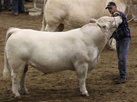 NWSS – Open Charolais Bull | The Pulse