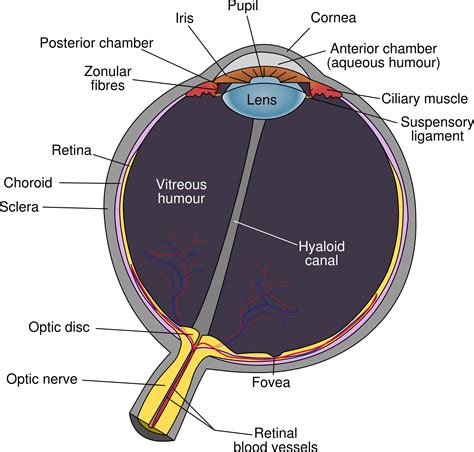 Prosthetic Eye Peg Fremont - Prosthetic Eye Supply