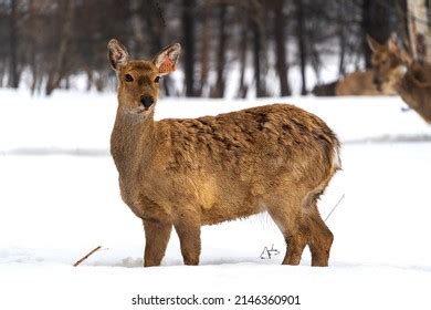 Spotted Reindeer Their Natural Habitat Walks Stock Photo 2146360901 ...